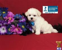 maltese puppy posted by little paws kennel